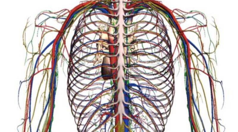 circulation sanguine, un peu sur le sang, information sur la circulation du sang