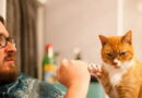 Pourquoi les humains aiment-ils les chats ? Est-ce sain ?