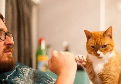 Pourquoi les humains aiment-ils les chats ? Est-ce sain ?