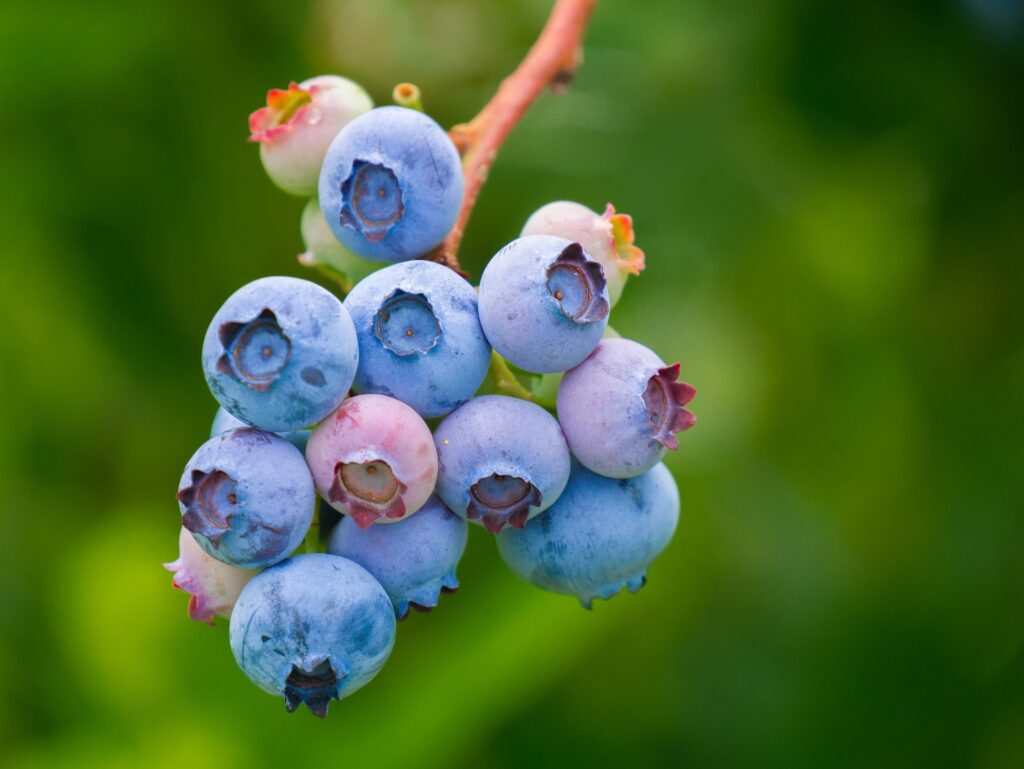 Les 5 super-aliments incontournables pour une santé optimale