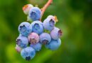 Les 5 super-aliments incontournables pour une santé optimale