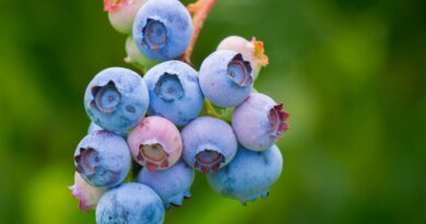 Les 5 super-aliments incontournables pour une santé optimale