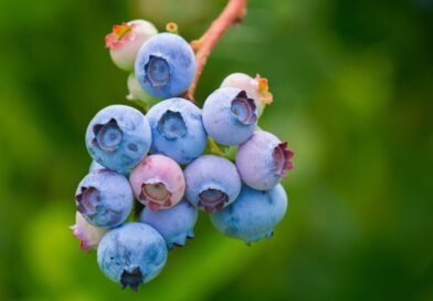 Les 5 super-aliments incontournables pour une santé optimale
