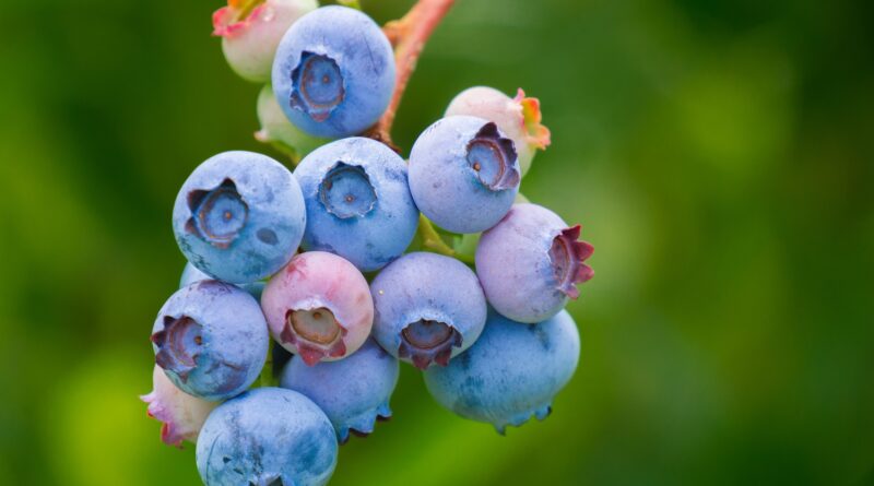 Les 5 super-aliments incontournables pour une santé optimale