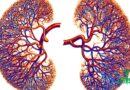 Les Secrets des Remèdes Naturels pour Préserver la Santé de vos Reins