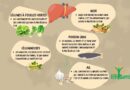 Aliments Favorables pour un Foie Sain: Top 10 des Meilleurs Choix