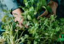 Les bienfaits incroyables des herbes aromatiques