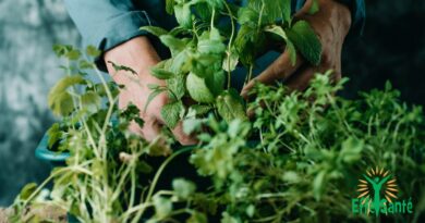 Les bienfaits incroyables des herbes aromatiques