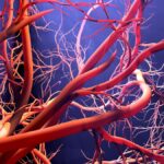 La maladie de Behçet : une pathologie inflammatoire systémique