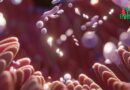 Le Lien entre le Cerveau et l’Intestin : Une Connexion Vitale pour Notre Bien-Être