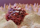 L&rsquo;Immunothérapie : Quand votre corps devient votre meilleur allié